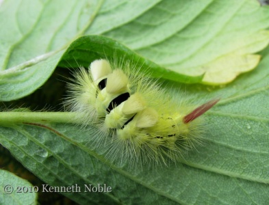 pale tussock (Calliteara pudibunda) Kenneth Noble